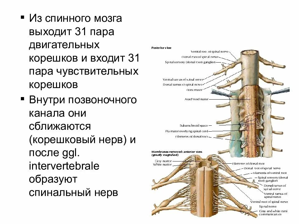 Строение Корешков спинномозговых нервов. Спинной мозг схема физиология. Строение спинного мозга физиология. Внутреннее строение спинного мозга анатомия. Является продолжением спинного мозга состоит