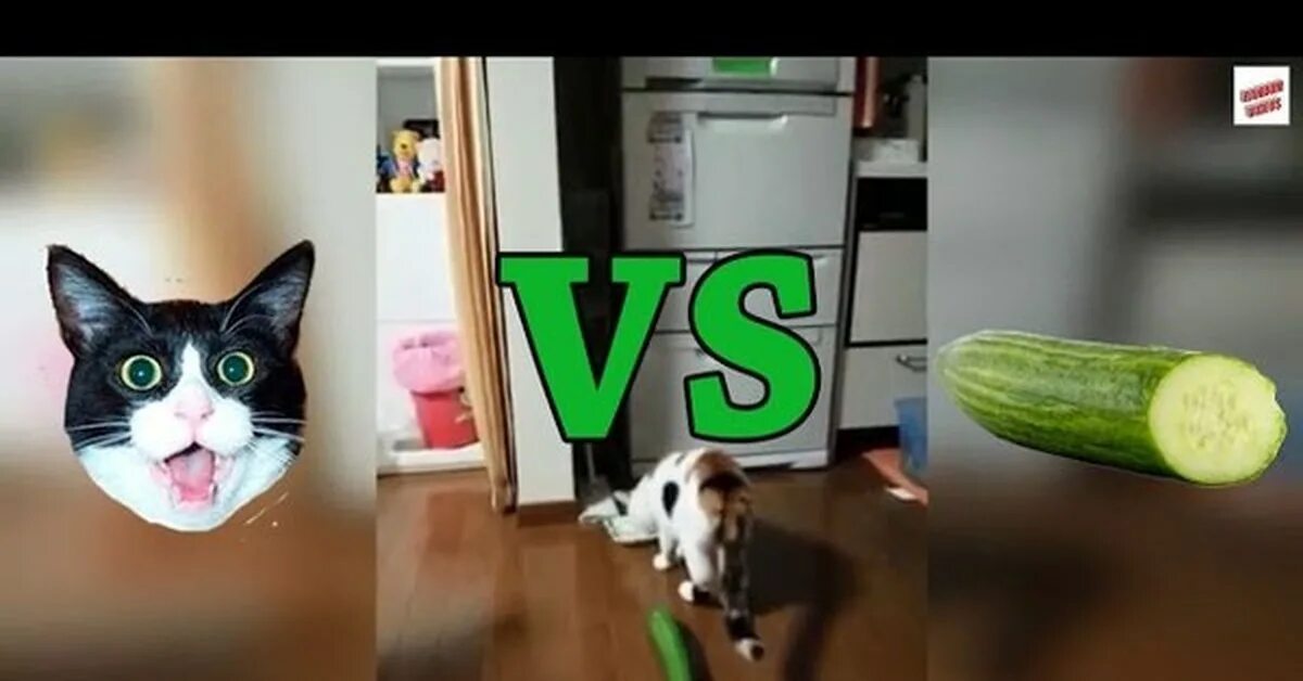 Видео кошки боятся огурец. Кот боится огурца. Видео кошки боятся огурец. Видео кошки боятся огурец. Видео кошки боятся огурец.