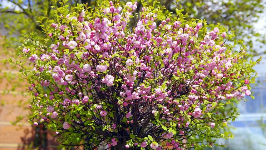 Кустарник цветущий розовыми цветами ранней весной. Прунус трилоба. Кустарник с розовыми цветами. Весенний куст с розовыми цветами. Декоративные кусты цветущие весной.