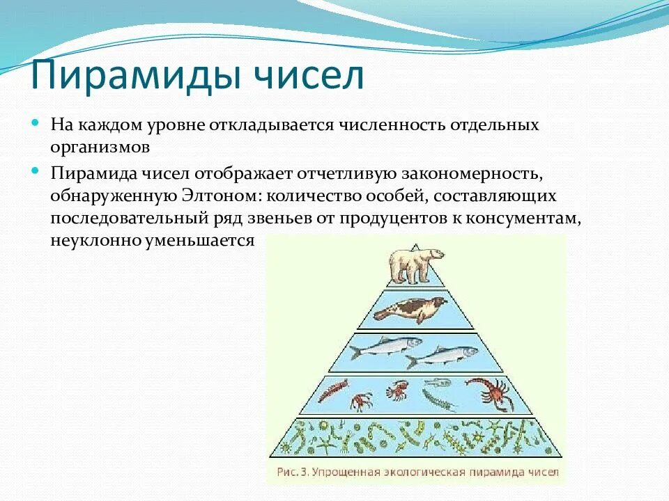 Экологическая пирамида биомассы. Экологические пирамиды пирамида чисел. Упрощенная экологическая пирамида чисел. Перевернутая экологическая пирамида.