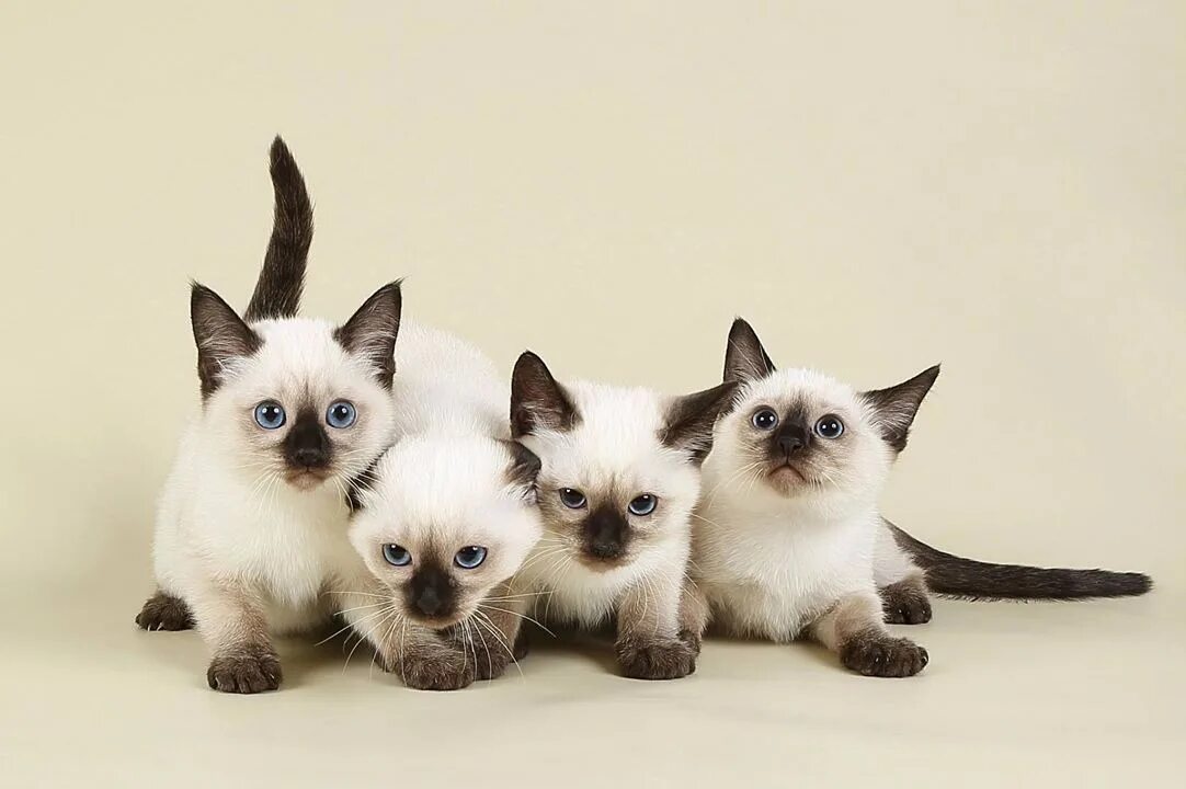 Породы сиамского окраса. Сиамские тайские котята. Сиамская и тайская кошка. Сиамская кошка котенок. Тайская кошка котята.