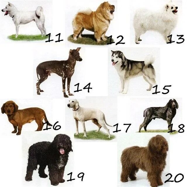 Первая р вторая е четвертая а. Определить породу собаки. Порода собак на букву к. Отгадай породы собак. Собака на букву л.