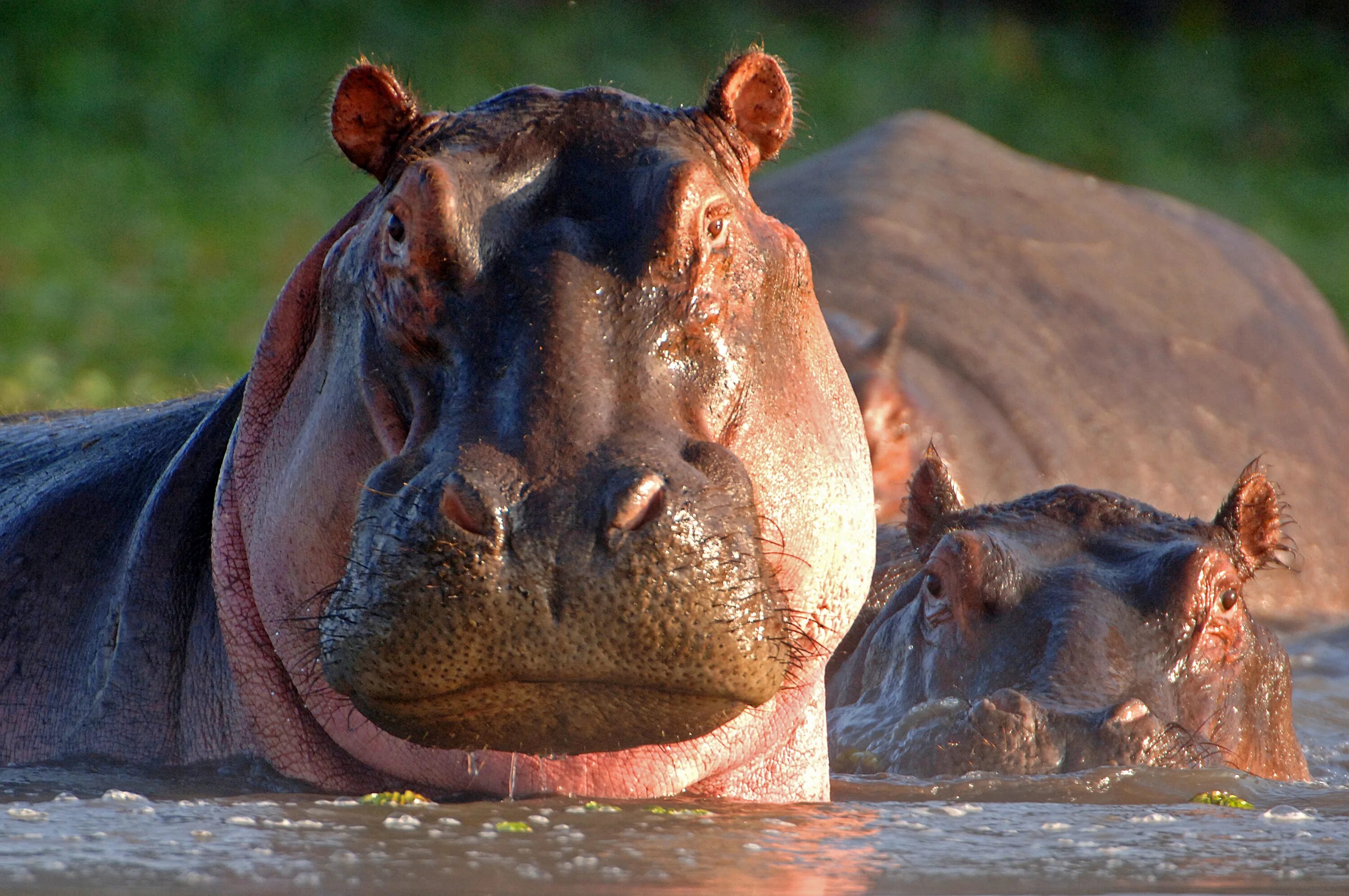 Нильский Бегемот. Гиппопотам и Бегемот. Бегемот Hippo. Бегемот бегемотиха и Бегемотик.