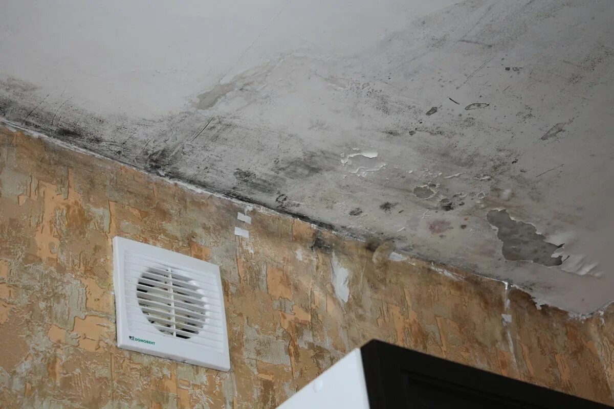 Запах влажности