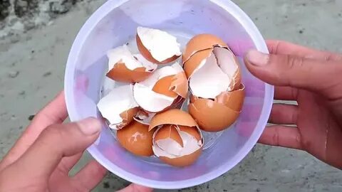 Удобрение из яичной скорлупы и уксуса