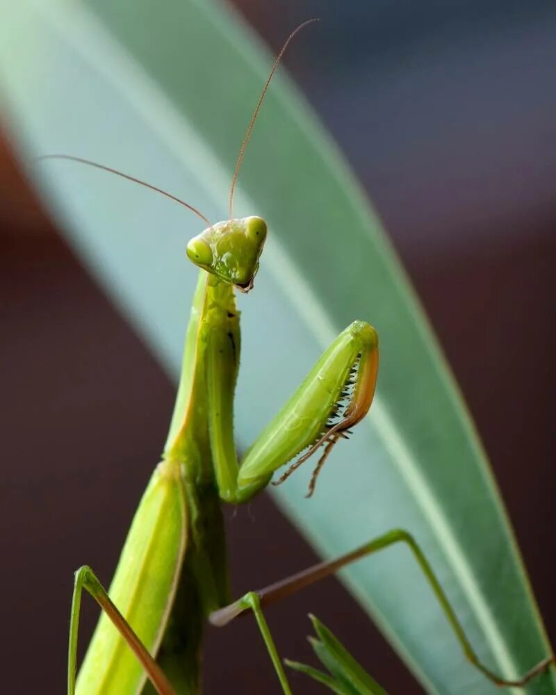 Как называется богомол. Богомол обыкновенный (Mantis religiosa). Богомол Mantis religiosa самка. Богомолы Мантис зелёный. Малазийский богомол-Щитоносец.