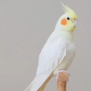 Корелла цветок