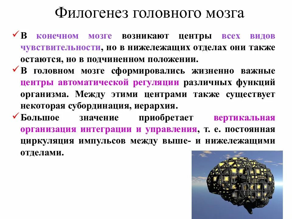 Филогенез головного мозга. Филогенез конечного мозга. Филогенез животных головного мозга. Филогенез головного мозга таблица.