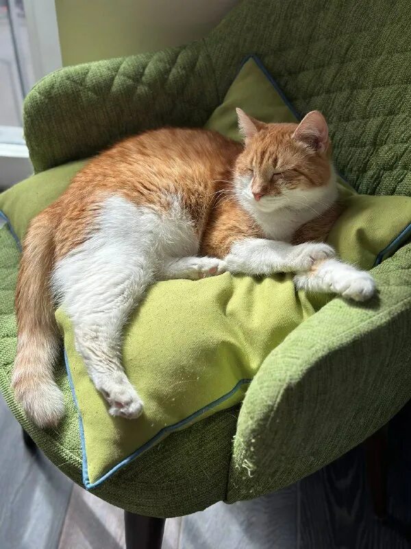 друзья кота коржика. друзья кота коржика. друзья кота коржика. друзья кота коржика. друзья кота коржика.