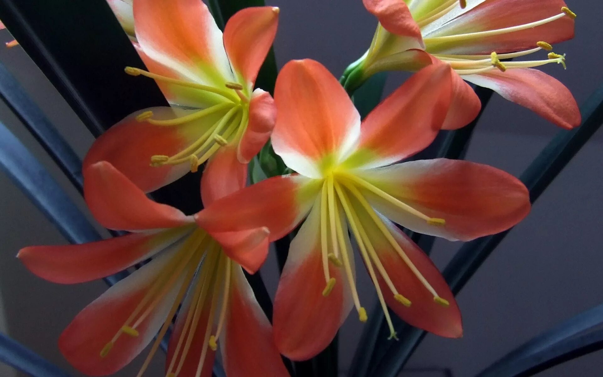 Листья похожее на лилию. Лилия Кливия. Лилия гиппеаструм цветок. Кливия оранжевая. Кливия амариллис.
