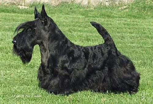 Франклин рузвельт собака фала. Собака клоуна карандаша клякса. Скотч терьер клякса. Какая собака была у карандаша. Клоун карандаш и его собака клякса.