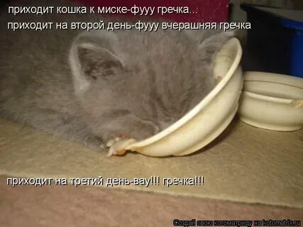 Почему не пришли cats