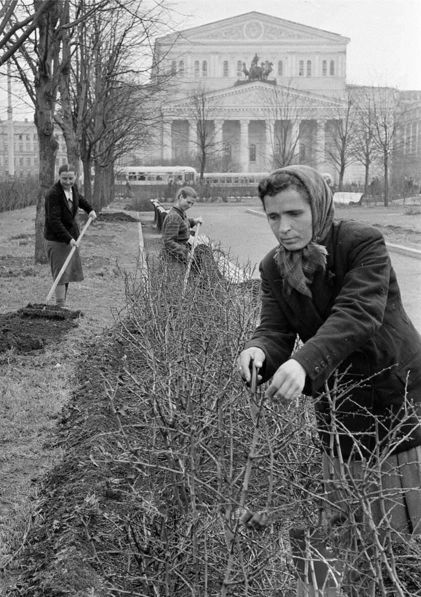 Озеленение Москвы СССР. Москва 1951 год. Озеленение женщины послевоенного времени. Озеленение в советские времена.