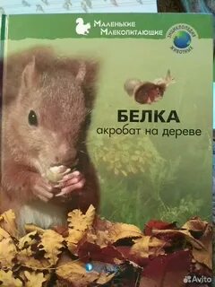 Книга белка