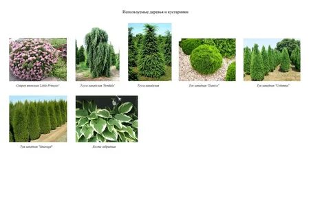 Какие растения можно использовать для