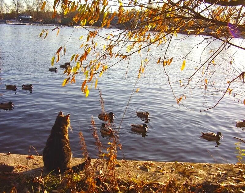 Осенний пруд с утками. Осеннее озеро с утками. Ноябрь животные. Осень кошка на пруду. Кошки в озерах