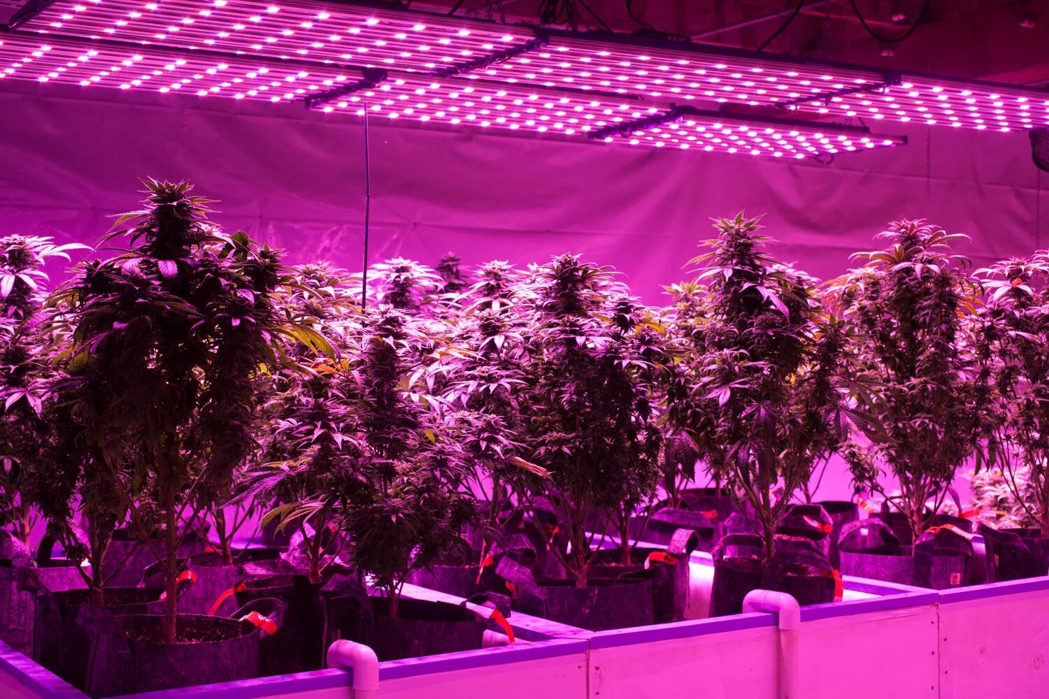 Led grow plant. Канабис ультрафиолет. Лэд лампы для подсветки каннабиса. Канабис ферма ультрафиолет. Досветка конопли.