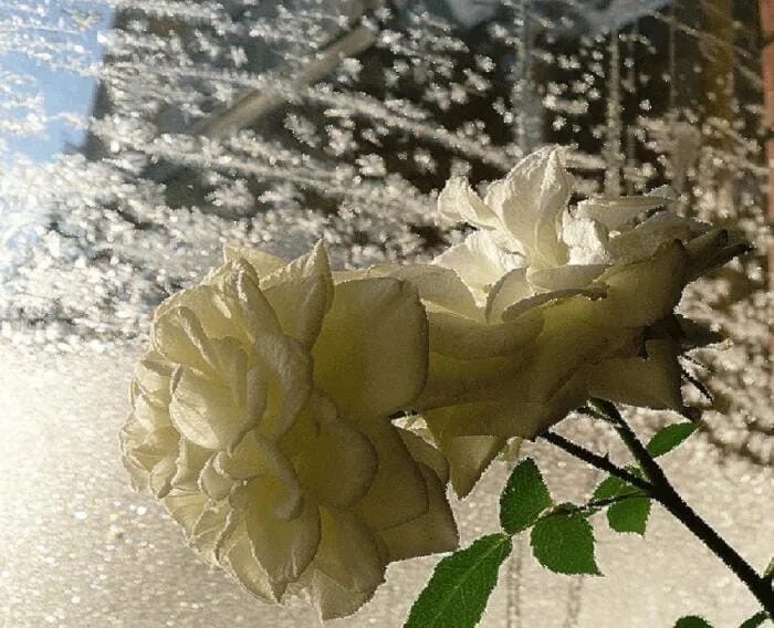 Цветы зимой. Белые розы на снегу песня. Розы на зимнем окне. Белые розы на снегу песня. Розы на зимнем окне.