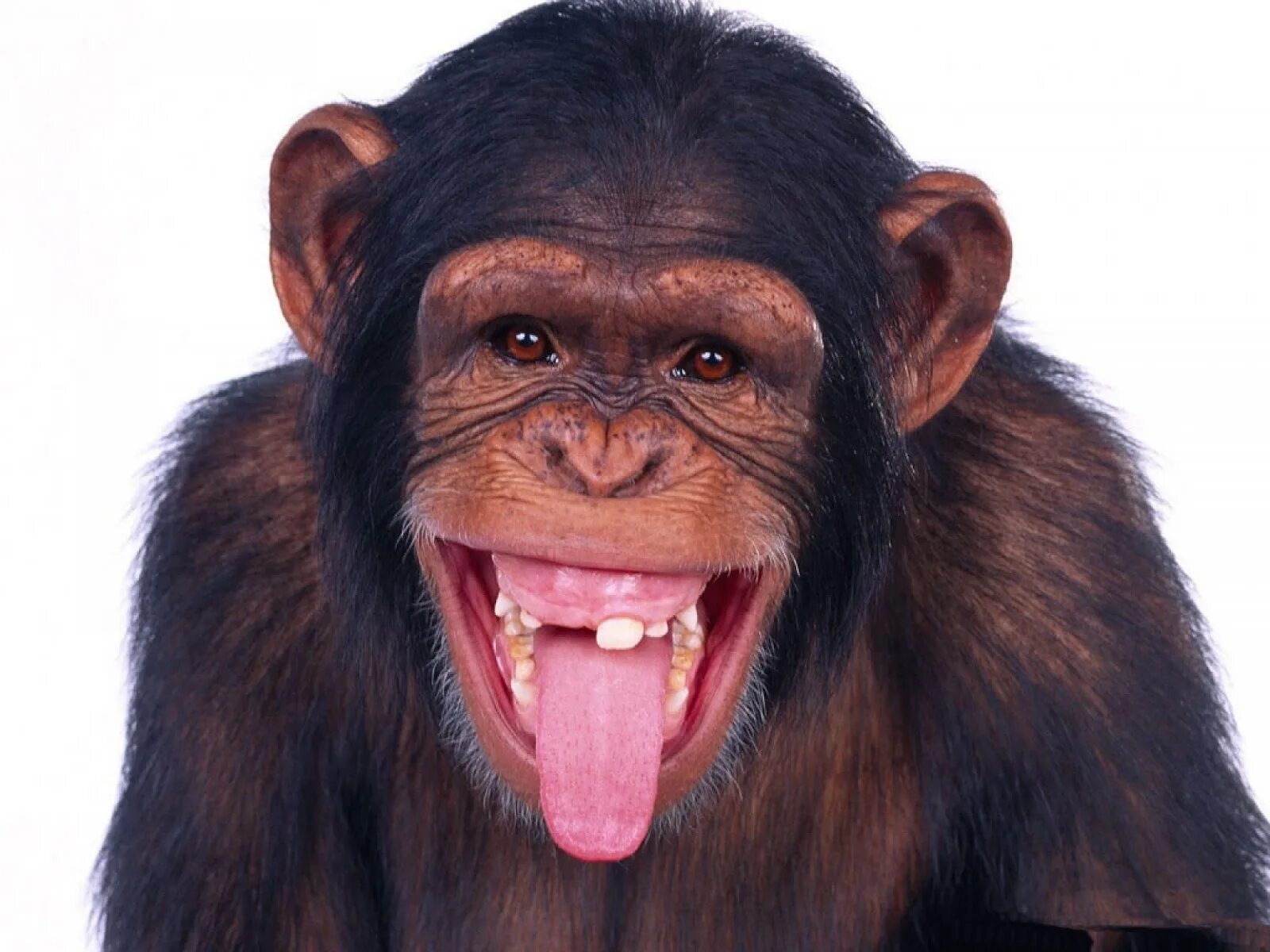 Обезьяна удивление. Мужик обезьяна. Смешные обезьяны. Silly monkey. Маска обезьяны латекс.