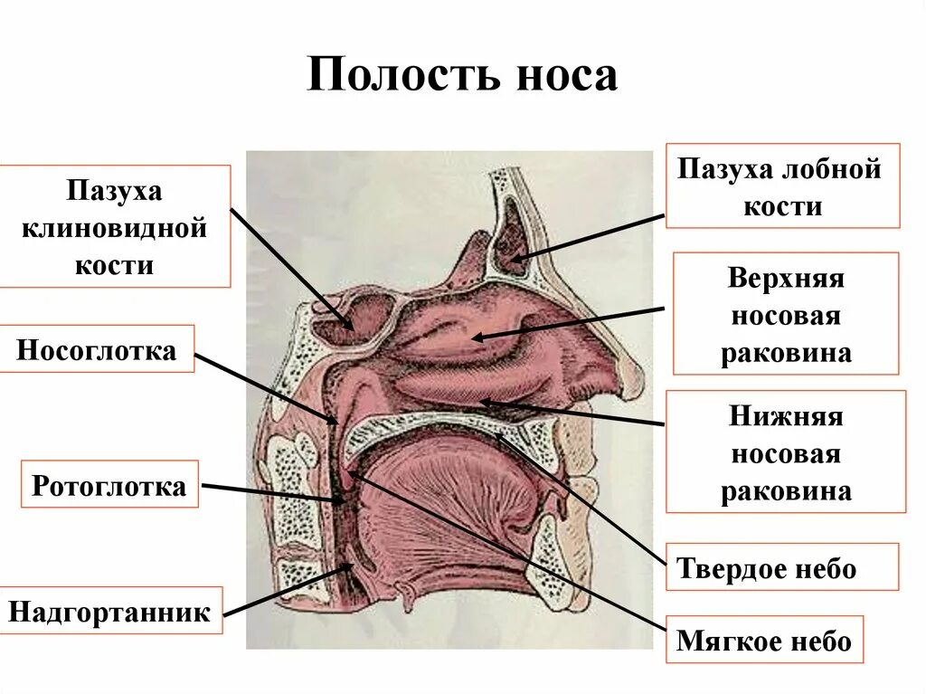 Носовые полости функции органа. Дыхательная полость носа. Носовая полость дыхательная область. Функции носовой полости. Функции носовой полости в дыхательной системе.