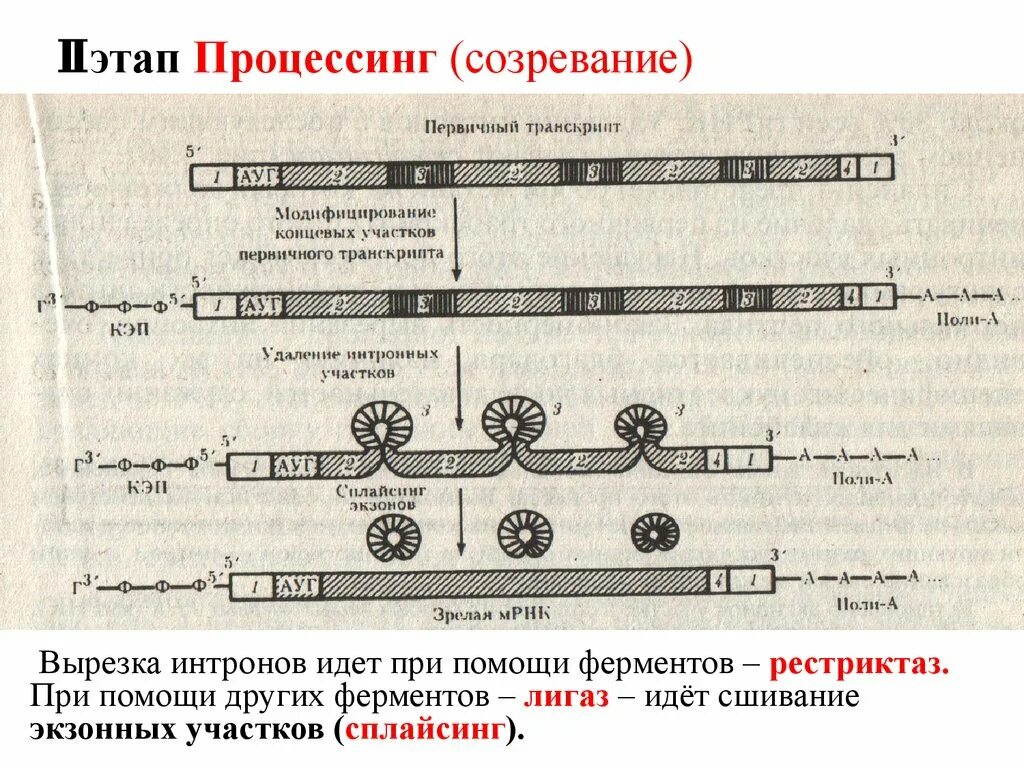 Ферменты процессинга. Сплайсинг ферменты. Процессинг и сплайсинг. Созревание первичного транскрипта. Последовательность этапов процессинга