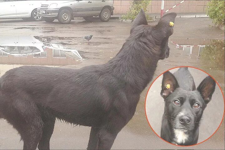 Чипирование собак оренбург. Уличные собаки. чипированные собаки. собака чипирована. чипирование собак в ухе.