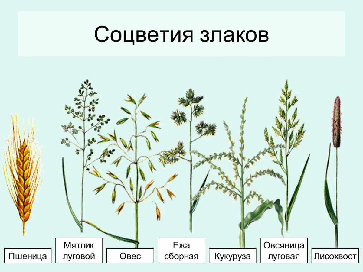 Покрытосеменные злаковые. Мятлик Луговой соцветие. Мятлик Луговой метелка. Мятлик Луговой злаки. Соцветие злаковых мятликовых.