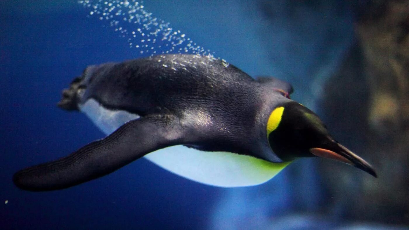 Животные обитатели воды имеют обтекаемую форму тела. Пингвин. Императорский Пингвин в воде. Королевский Пингвин. Пингвины под водой.