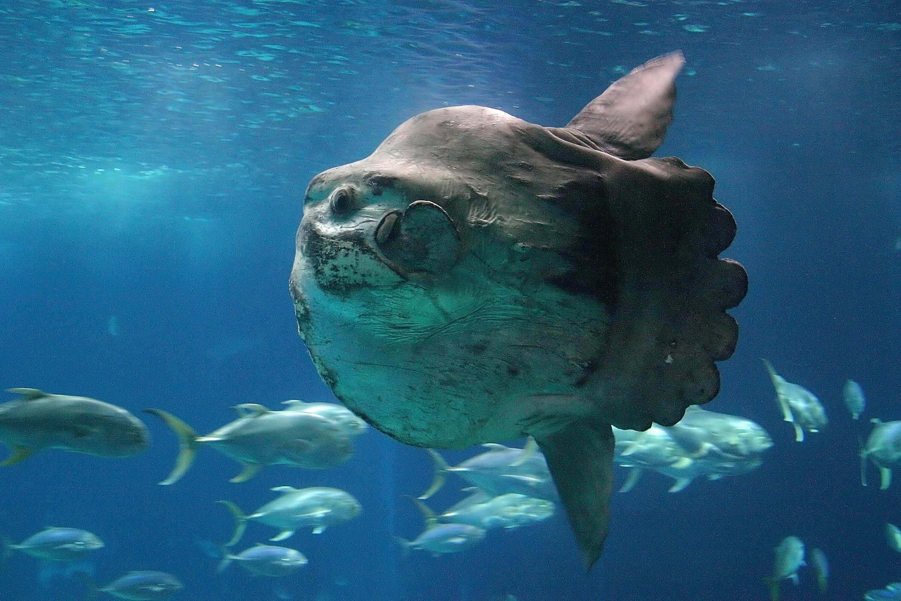 Обыкновенная острохвостая Луна-рыба. Обыкновенная Луна-рыба Mola Mola. Рыба Луна мола мола. Рыба Луна это планктон. Обитатели на дне океана