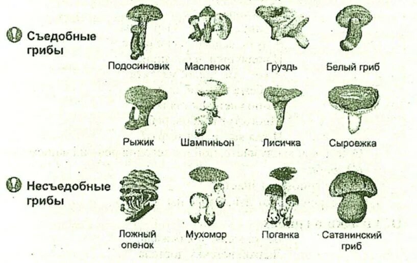 Характеристика искусственно выращиваемых съедобных грибов. Съедобные грибы и несъедобные грибы. Царство грибов съедобные и несъедобные. Схема съедобные и несъедобные грибы. Съедобные грибы и несъедобные грибы 5 класс.