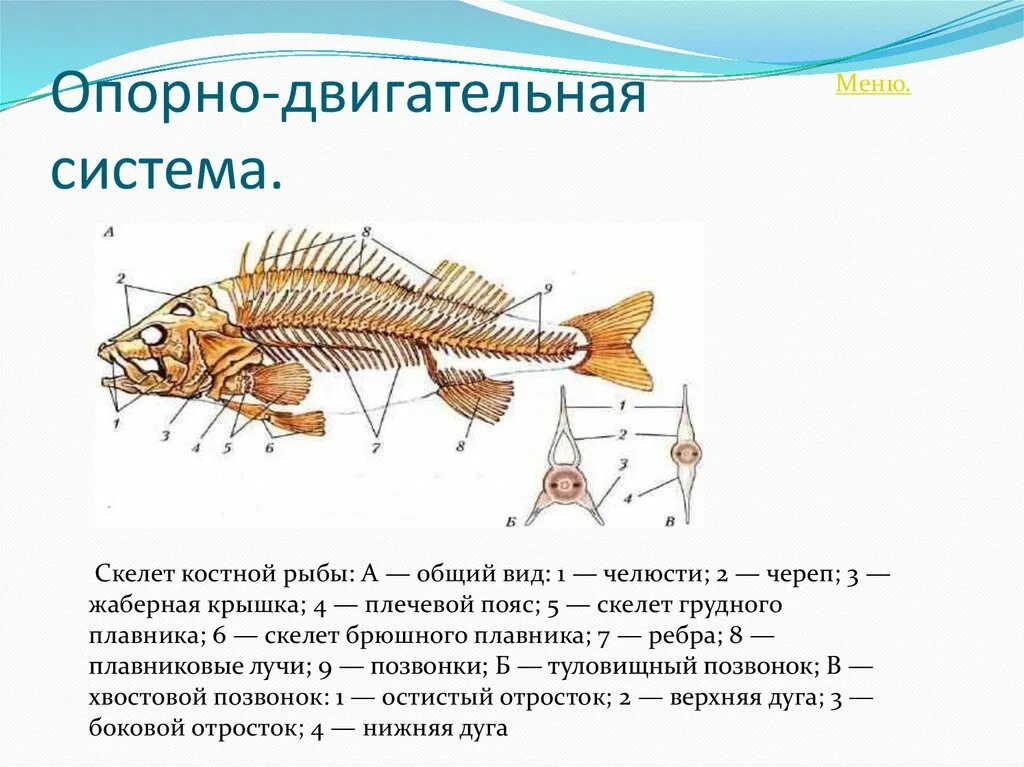 Функции отделов рыб. Органы опорно двигательной системы рыб. Внутреннее строение костной рыбы скелет. Скелет костной рыбы 7 класс биология. Класс костные рыбы опорно двигательная система.