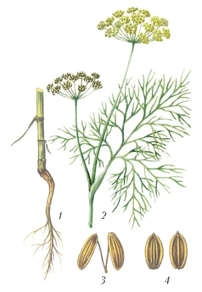Укроп отвечает. Фенхель обыкновенный Фармакогнозия. Фенхель зонтичные. Фенхель обыкновенный растение. Фенхель обыкновенный ГФ.