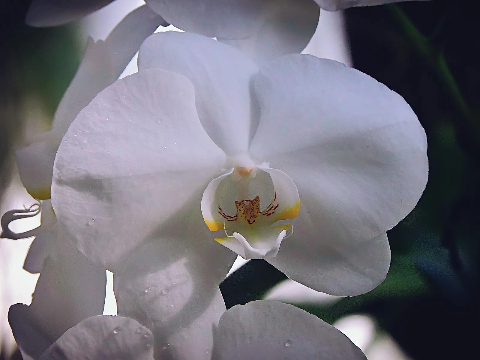 орхидея фаленопсис бернард. фаленопсис даймонд уайт. сорта белых орхидей. фаленопсис амабилис белый. орхидея фаленопсис alabaster.
