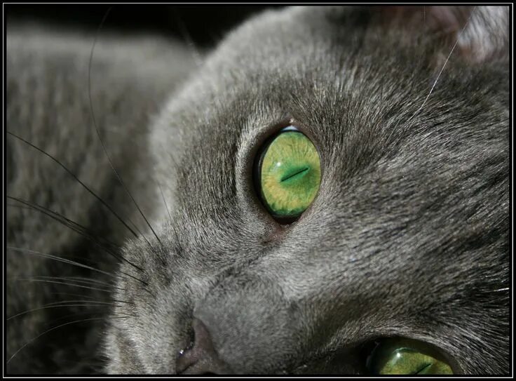 Download wallpaper 1280x1280 cat, face, gray, surprise ipad, ipad 2, ipad mini f