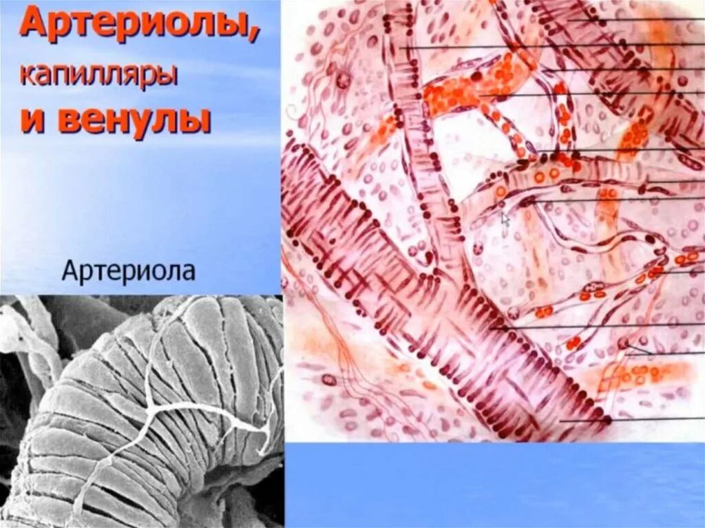 Венулы гистология. Сосуды микроциркуляторного русла препарат. сердечно сосудистая система гистология. мышечные венулы.