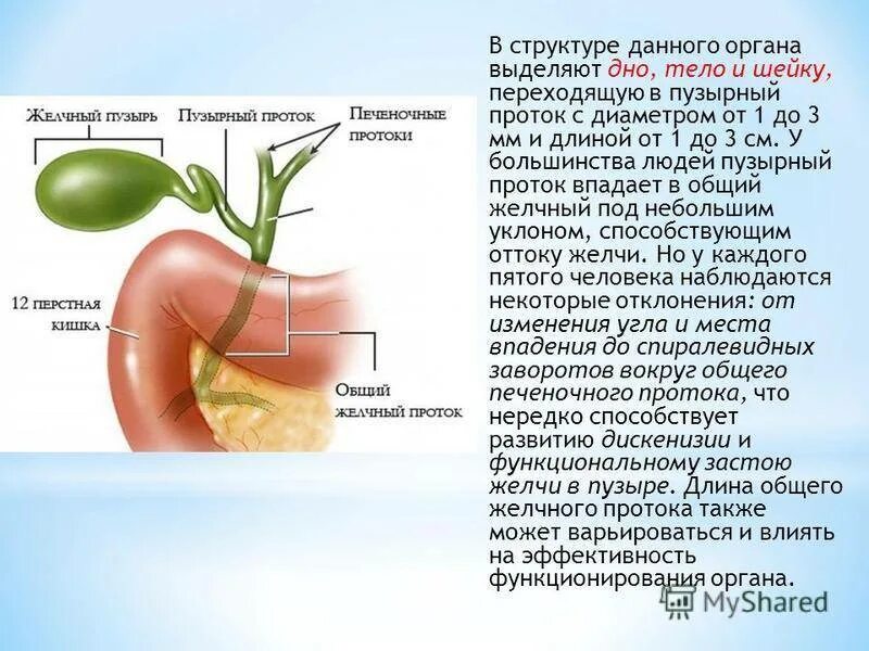 Отсутствует желчный пузырь. Деформация желчного пузыря. Деформированный желчный пузырь. Загиб желчного протока. Изгиб протока желчного пузыря.