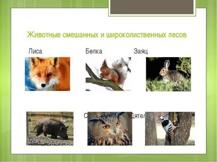 Жив мир смешанных лесов