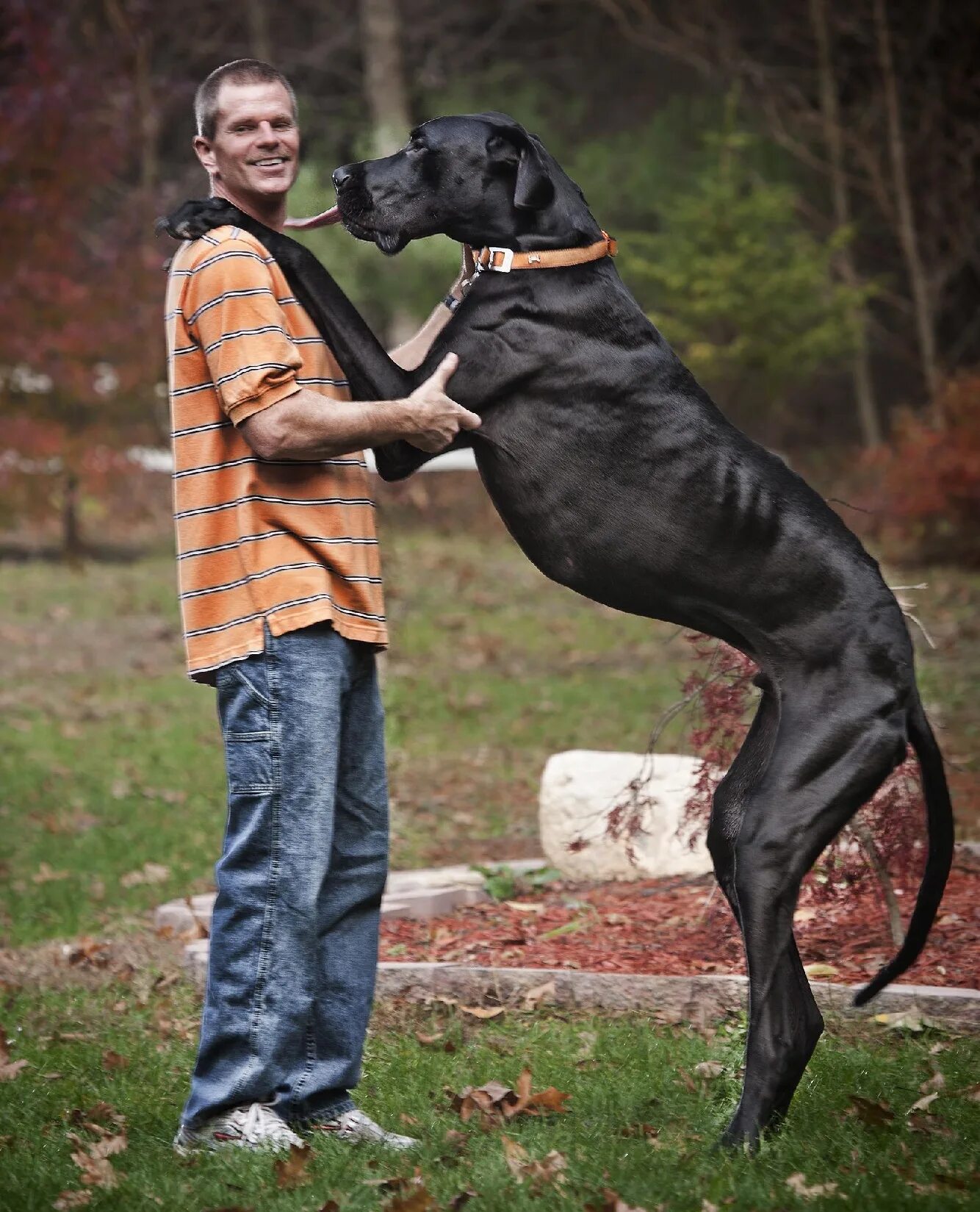 высокие собаки фото. датский дог зевс. немецкий дог гигантский джордж. датский дог зевс. датский дог гибсон.