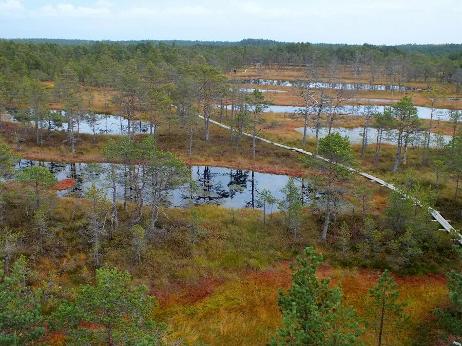 собака баскервилей какие болота