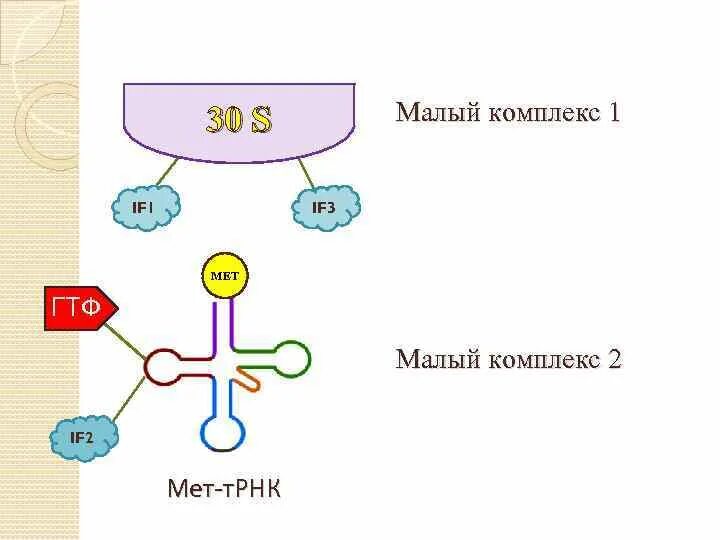 Т рнк синтезируется. Синтез белка мет. Синтез белка с помощью ГТФ.