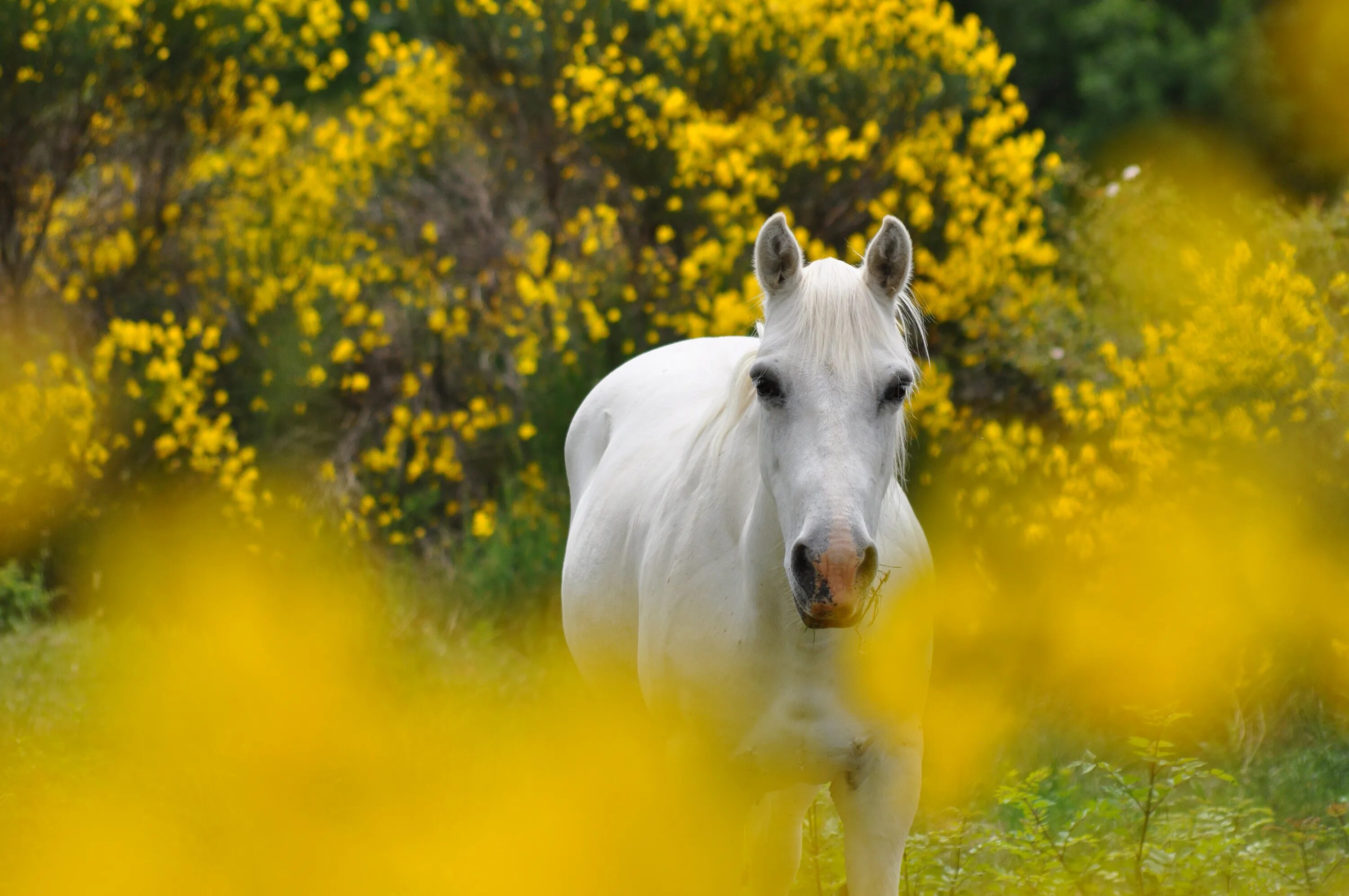 Желтая лошадь. Лошади на природе. Белый конь. Лошадь в цветах.