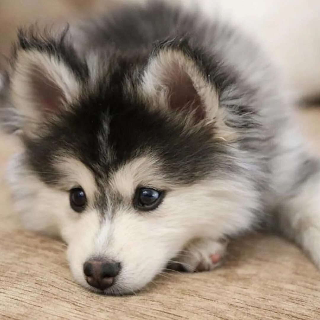 Белая лайка самоед. Лайка бейби. Аляскинский маламут щенок. Лайка бейби. Лайка аляскинский маламут.