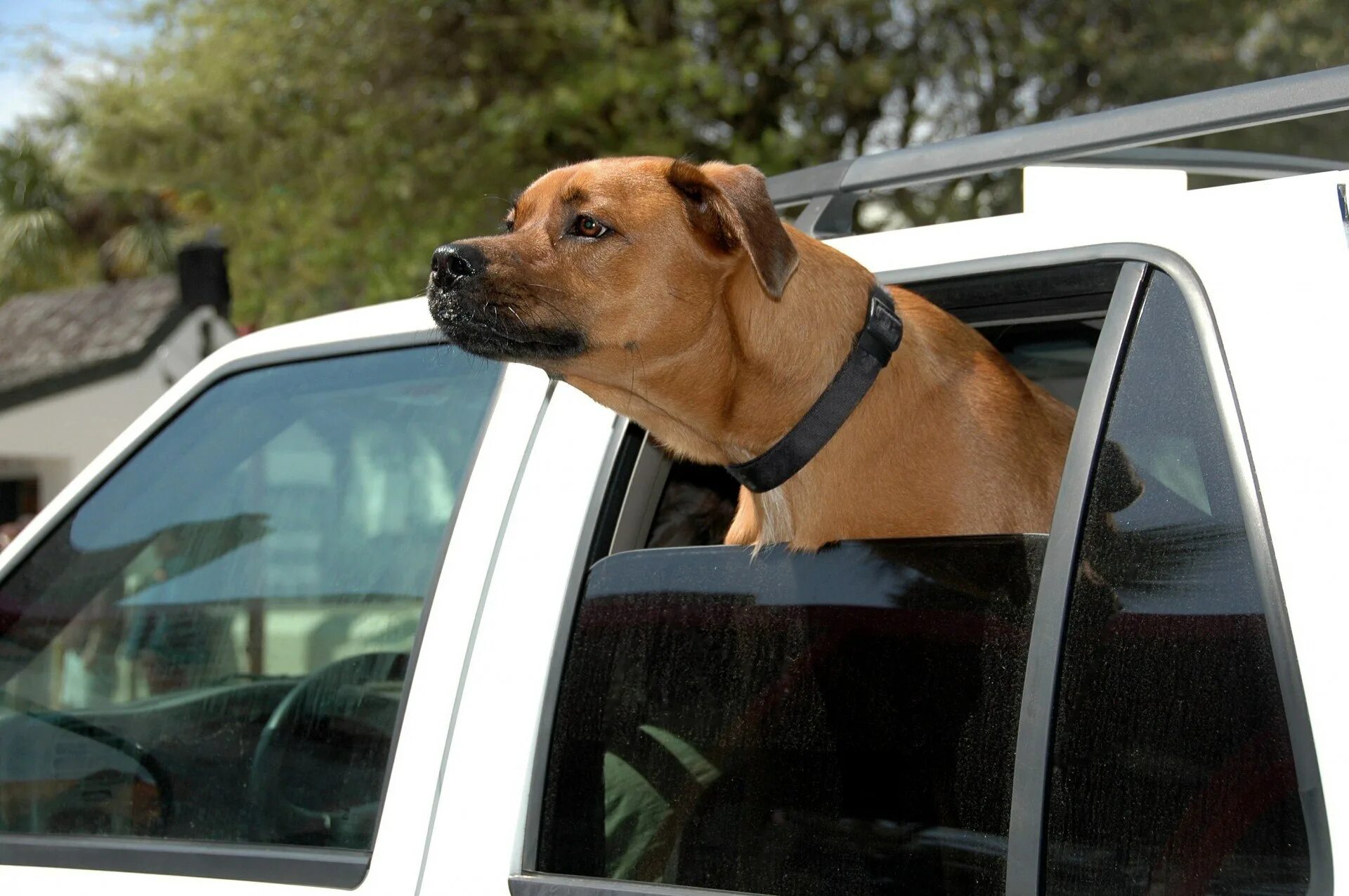 Почему собака пускает. Собака в машине. Собака в окне машины. Собака из окна машины. Пес из окна машины.
