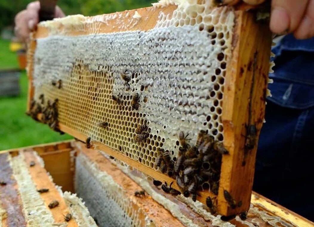 Пчелы купить в нижегородской. Ульи для пчел. Соты в улье. Пчелы пасека. Пчелиный дом.