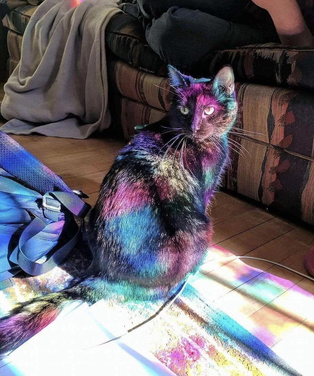 Кошки цветные. Разноцветная кошка. Крашеные кошки. Радужная кошка. Бывают ли цветные