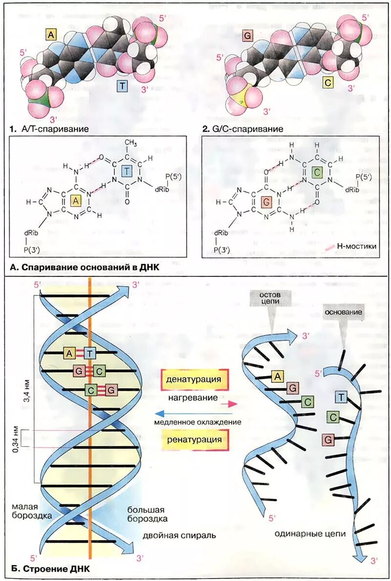 дезоксирибонуклеиновая кислота формула. фрагмент первичной структуры днк биохимия. строение и биологическая роль днк. цепочка днк биохимия. днк биохимия.
