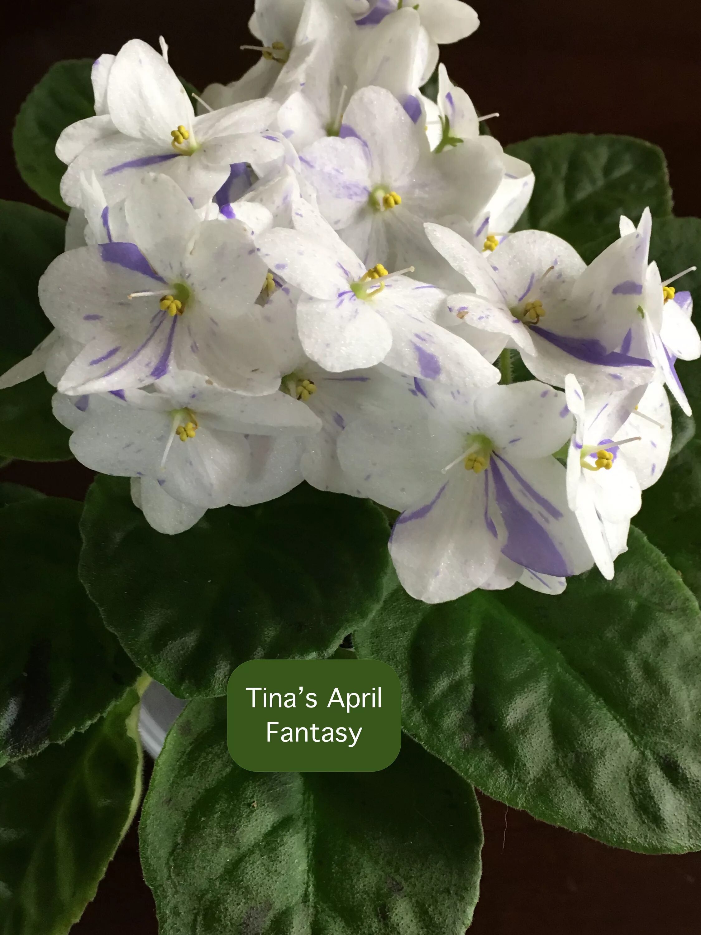 S april. Фиалка тинас эйприл фэнтези. фиалка tina&#039;s april fantasy. april fantasy фиалка. фиалка тинас апрель фэнтези.