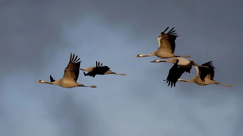 вернитесь журавли. вернитесь журавли. вернитесь журавли. журавль в небе. стая журавлей.