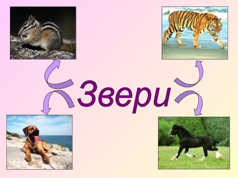 Предложение со словом зверь. Слово звери. Звери 2 класс. Животные слова. Презентация про зверей 2 класс.