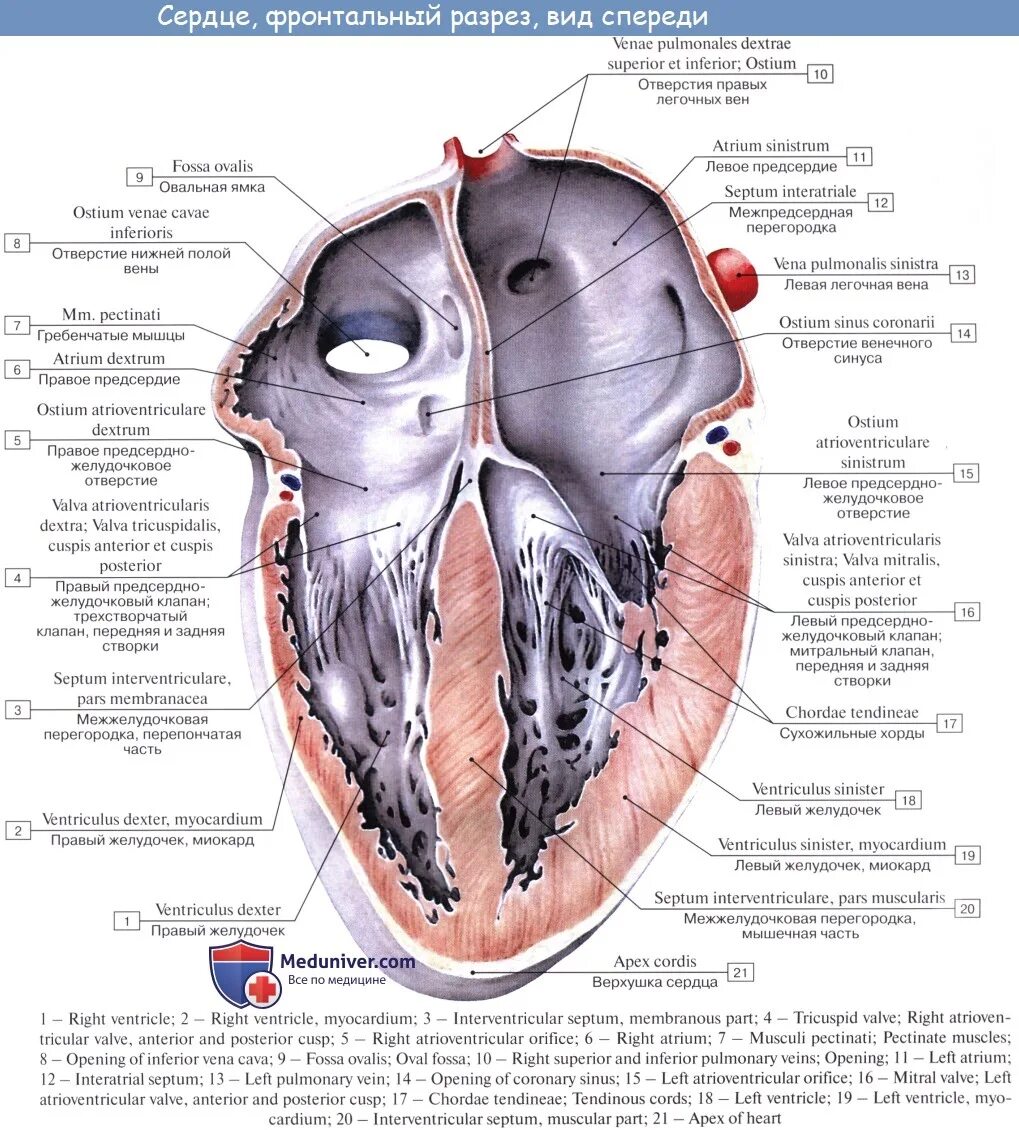 Правое и левое предсердно-желудочковое отверстие. Строение желудочков сердца анатомия. Сердце анатомия строение предсердия желудочки. Правый желудочек сердца анатомия строение. Правое предсердие аорта левый желудочек легкие левое